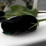 Έγινε-γνωστό,-πριν-από-λίγο-–-Πέθανε-θρυλικός-ηθοποιός-του-κινηματογράφου-και-της-τηλεόρασης