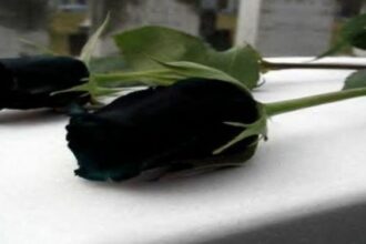 Έγινε-γνωστό,-πριν-από-λίγο-–-Πέθανε-θρυλικός-ηθοποιός-του-κινηματογράφου-και-της-τηλεόρασης