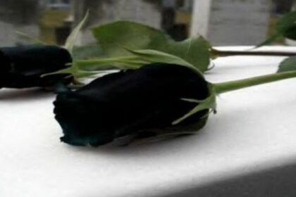 Έγινε-γνωστό,-πριν-από-λίγο-–-Πέθανε-θρυλικός-ηθοποιός-του-κινηματογράφου-και-της-τηλεόρασης
